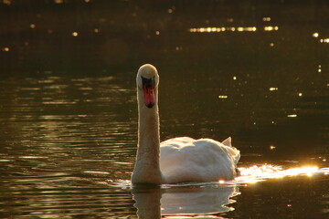 A graceful swan glides across the calm surface of a lake, its reflection mirrored in the still...