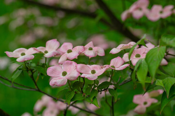 Cornus florida ornamental and beautiful flowering dogwood shrub, pale white pink flowers with four petals in bloom