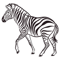 silhouette zebra on white background