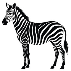 silhouette zebra on white background