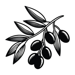 olive branch vector illustration