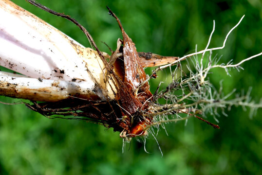 acorus calamus roots from the Acorus family pulled out of the ground against a background of green vegetation in a summer field