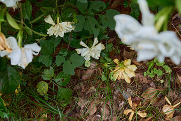茶色く変色して地面に落ちたクチナシの花
