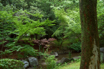 Fototapeta premium 雨上がりの静かな雑木林