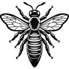 Black and White Honey Bee - Detailed Insect Illustration
