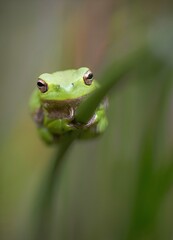 green frog on a leaf