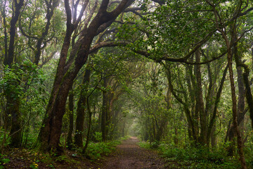Fototapeta premium Laurisilva trail in Anaga forest