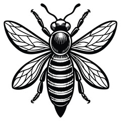 Black and White Honey Bee - Detailed Insect Illustration