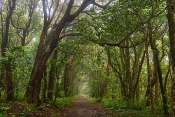 Fototapeta premium Laurisilva trail in Anaga forest