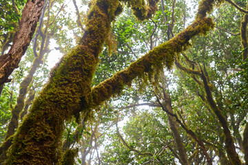 Mossy branches in laurisilva canopy