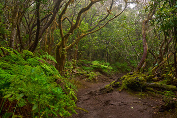 Tangled trees on muddy laurisilva path