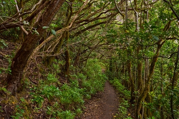 Obraz premium Twisted trees along laurisilva trail