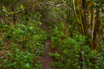 Obraz premium Twisted trees along laurisilva trail