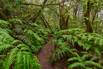 Trail through giant ferns in laurisilva