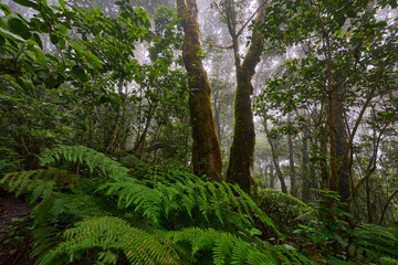 Trail through giant ferns in laurisilva