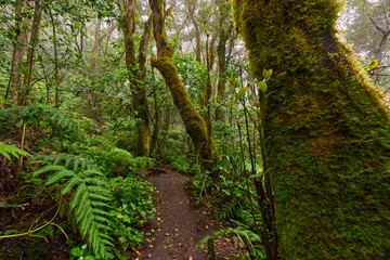 Trail through giant ferns in laurisilva