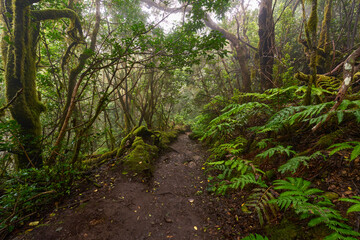 Trail through giant ferns in laurisilva
