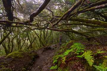 Twisted canopy over muddy trail
