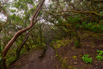 Twisted canopy over muddy trail