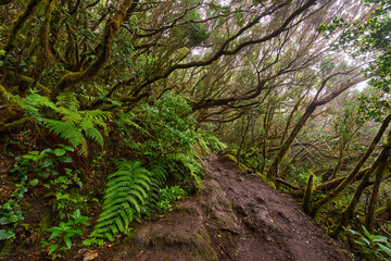 Trail through giant ferns in laurisilva