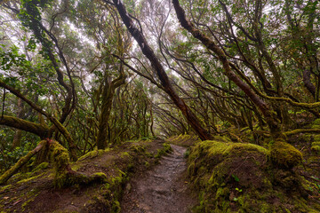 Twisted canopy over muddy trail