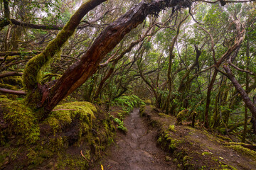 Twisted canopy over muddy trail