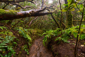 Twisted canopy over muddy trail