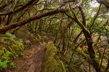 Twisted canopy over muddy trail