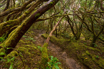 Twisted canopy over muddy trail