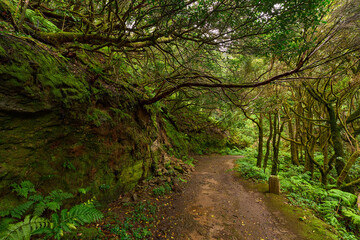 Twisted canopy over muddy trail