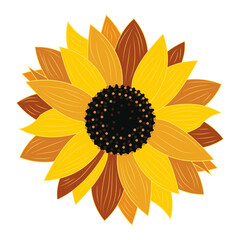 Sunflower close-up on white background isolated. Vector