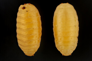 Pupae of Rhagoletis cerasi (European cherry fruit fly) on a black background. Commonly found worms in fruits. Macro photography with great depth of field and detail.