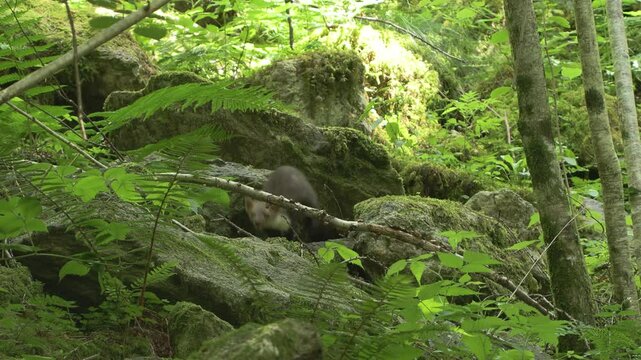 Martes foina faina animal marten	