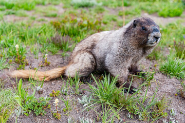 Wild animal. Groundhog on lawn. Rodent animal woodchuck. Rodent marmot animal. Wildlife nature. Marmot capybara. Furry capybara. Marmot wild groundhog. Woodchuck rodent. Capybara in the park