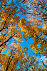 Fototapeta premium Natural fallen leaves. Autumnal leaves on tree. Autumnal season nature. Bright color fall. Colors of nature. Autumn season. Fall leaves change color. Nature fall weather. Seasonal forest