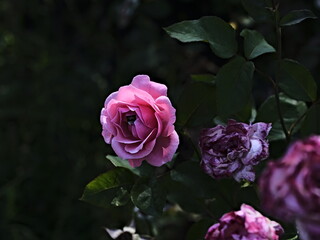 valentine rose and green background