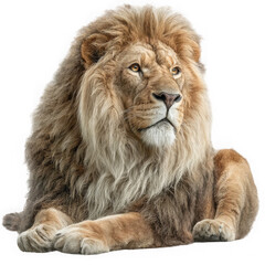 Obraz premium A majestic male lion with a thick tawny mane is isolated on transparent background