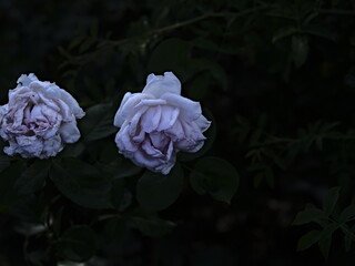 valentine rose and green background