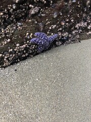 Purple Starfish and Barnacle on Rock on West Coast Trail, B.C. Canada