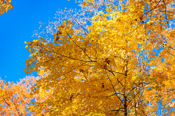 Natural fallen leaves. Autumnal leaves on tree. Autumnal season nature. Bright color fall. Colors...