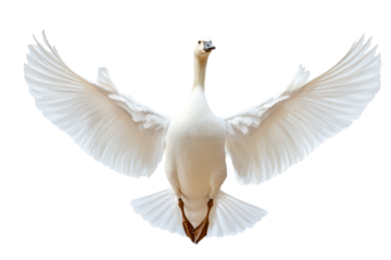 Beautiful white goose spreads its wings in a graceful display against a soft background during a calm afternoon