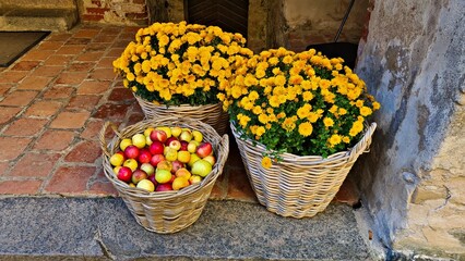 Yellow chrysanthemums in large baskets and ripe tasty apples on stone floor of village barn