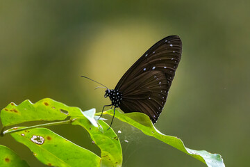 Euploea mulciber, the striped blue crow, belonging to the danaid group of the brush-footed butterflies family, at Dosdewa, Karimganj, Assam, India