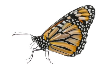 Naklejka premium Beautiful side view of a monarch butterfly displaying intricate wing patterns against a clean white background illustrating insect beauty