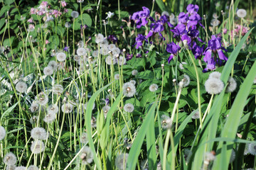 Wild flowers dandelions, irises grow in the park