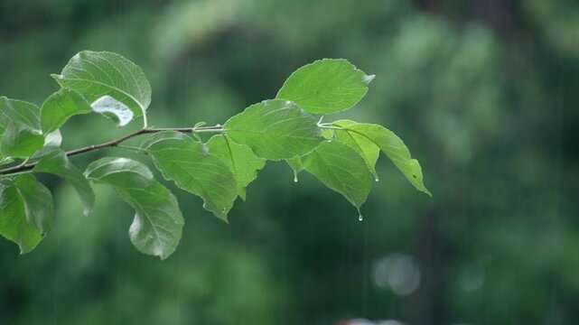 branch with green leaves during rain, close-up. Raindrops fall on tree leaf