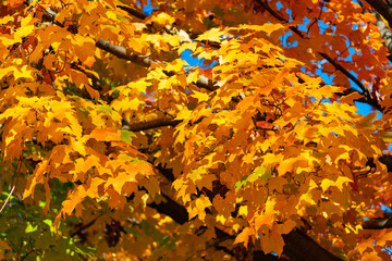 Fall weather outdoor. Leaves in autumn nature forest. Fallen leaves. Seasonal beauty. Autumn nature forest. Orange and yellow fall leaves. Fall season colors. Nature in autumn