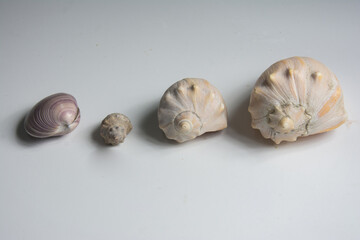 Shells on a white background.
