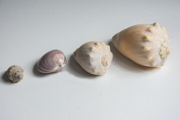 Shells on a white background.
