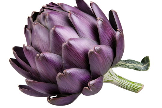 Fresh purple artichoke isolated on transparent background showcasing its unique shape and vibrant color perfect for culinary presentations and food-related designs